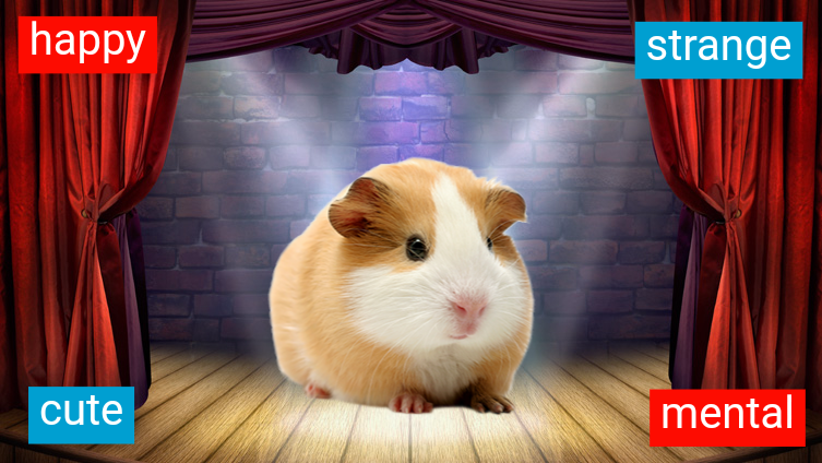 A guinea pig the size of a oversized meatball. Ha ha ha!