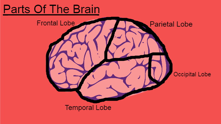 Parts Of The Brain