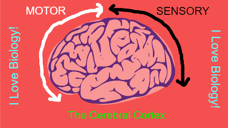 Section of the brain