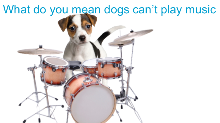 Drumming dog