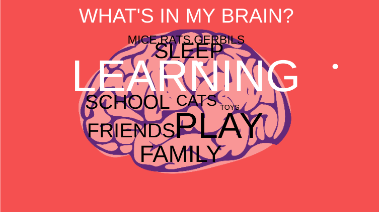 WHAT'S IN MY BRAIN?