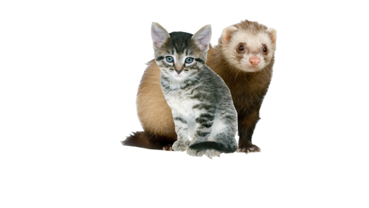 cat and ferret just because lol