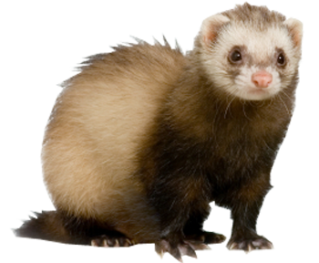 Ferret