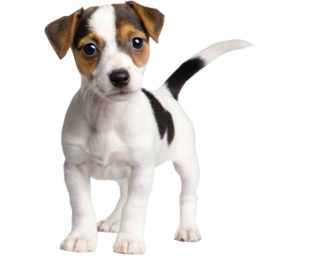 Puppy