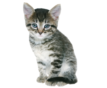 Kitten
