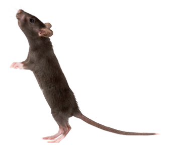 Rat