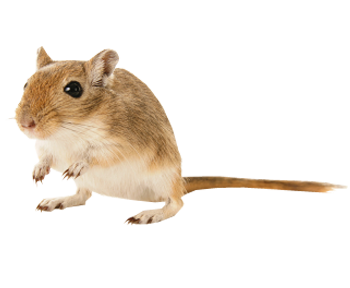 Gerbil