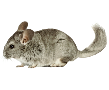 Chinchilla