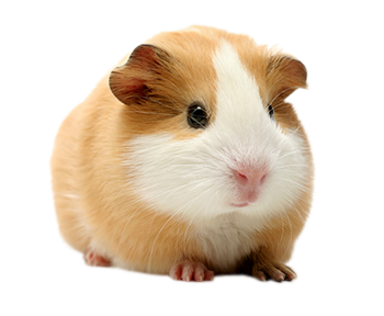 Guinea pig