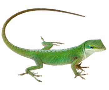 Lizard
