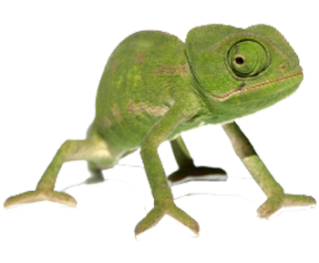Chameleon