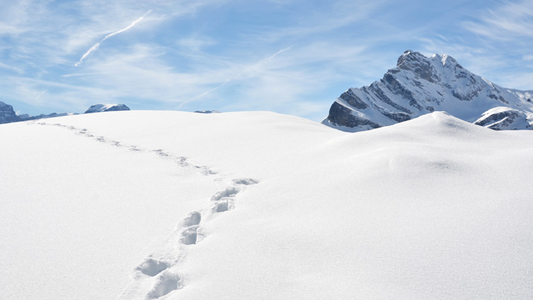 Snow